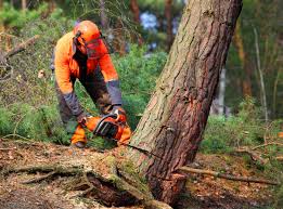 Reliable Renton, WA Tree Removal Solutions