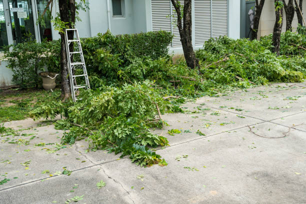 How Our Tree Care Process Works  in  Renton, WA